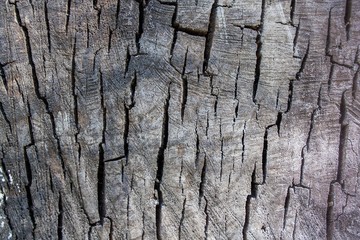 bark of a tree