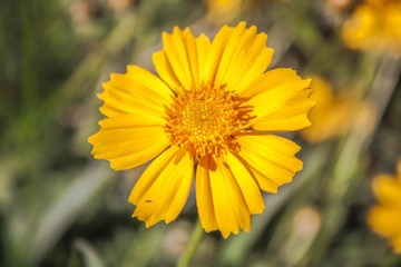 yellow flowers in the garden