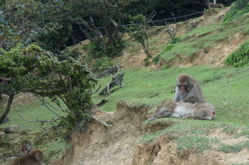 Iwatayama Monkey Park: zwei Affen lausen sich
