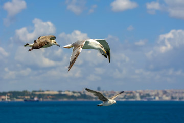 Seagulls flying in the blue sky.