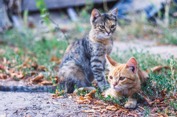 Red and gray homeless cats