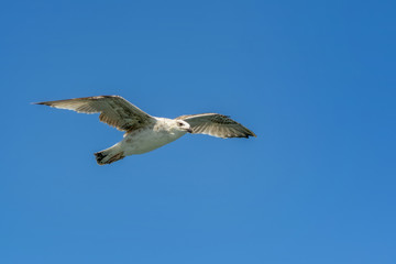 Single seagull flying in a sky as a background