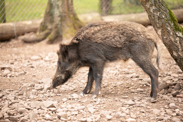 Wildschwein seitlch