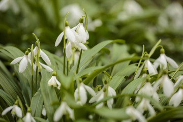 Obraz premium Schneeglöckchen