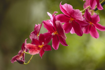 Orchideen