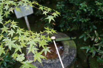 Naklejka na ściany i meble Zen-Garden in Kyoto: Ahorn mit Brunnen im Hintergund