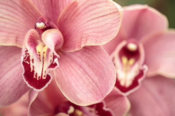 Orchidee im Closeup