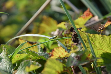 Ein kleiner, junger, Grash&uuml;pfer sitzt auf einem Halm. Die Farben spiegeln den endenden Sommer wieder.