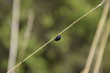 Ein Lederlaufk&auml;fer sitzt an einem d&uuml;nnen Halm. Er sieht gleichzeitig gro&szlig; und klein aus, in dieser Welt.