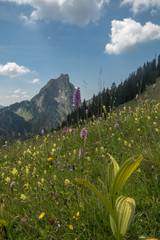 Montagne du Chablais en été , lac d' Arvouin , en Haute-Savoie, Alpes , France