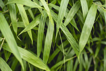 Obraz premium Bambus