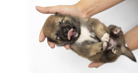 Close-up of a Newborn Shiba Inu puppy. Japanese Shiba Inu dog. Beautiful shiba inu puppy color brown and mom. 5 day old. Puppy on hand. Hand on white background.