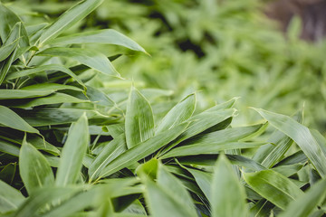 Obraz premium Bambusblätter