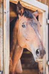 Fototapeta premium Brown horse looking out of his stable