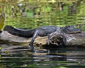 Alligator sunning on a log
