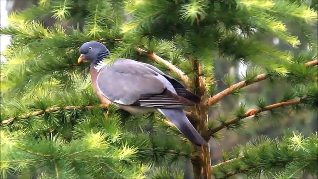 wood pigeon sitting on a fir tree branch
