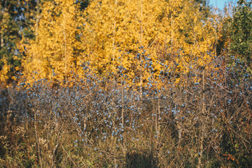 Wild blackthorn. Berries on a branch