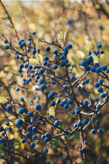 Wild blackthorn. Berries on a branch