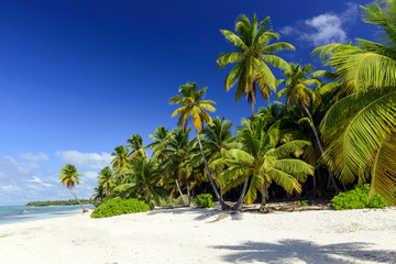 tropical beach with palms