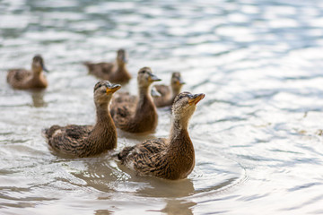 Ducks on the lake. Small and young duck are waiting for food from tourists. Cute and funny animals