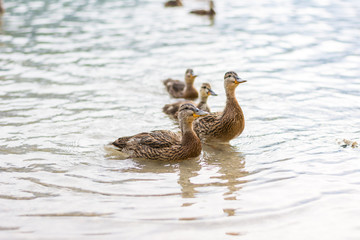 Ducks on the lake. Small and young duck are waiting for food from tourists. Cute and funny animals