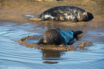 Naklejka premium Grey Seals & Pups