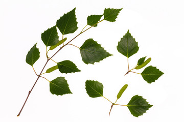 Fototapeta premium Birch leaves. Part of the tree.