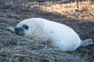 Grey Seals & Pups