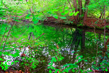 Autumn in forest, tree branch Reflection in water.