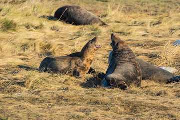 Grey Seals & Pups