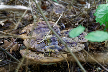 Mushroom among the autumn foliage and old leaves in forest, fall landscape.