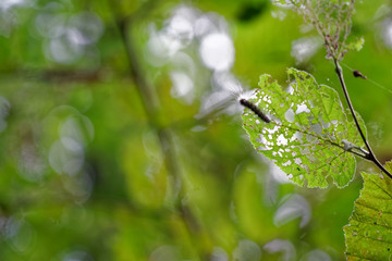 Caterpillar is hiding and eating leaves, crawling on leaf.