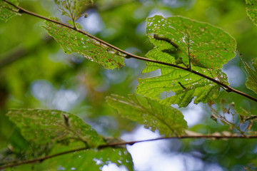 Caterpillar is hiding and eating leaves, crawling on leaf.