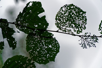 Damage of tree leaf with by pest caterpillar.