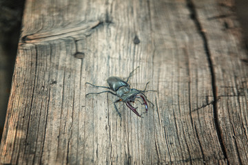 beetle deer from red book