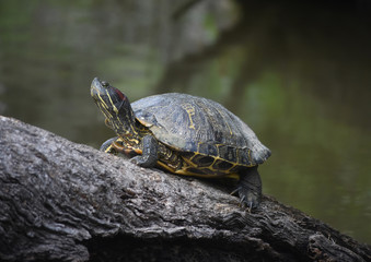 Beautiful Turtle Sitting on a Fallen Tree Log