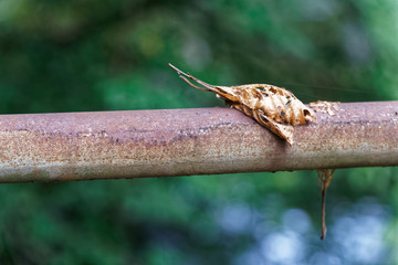 Autumn leaf on tree branch with defocused background