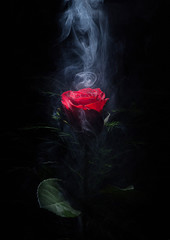 Smoke and rose