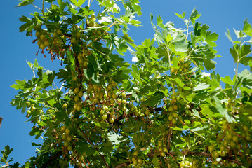 A small green unripe currant on a branch. Foliage bush spring garden, against the blue sky, sunny day giving the harvest