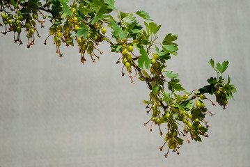 A small green unripe currant on a branch. Foliage bush spring garden, against a gray fence fence, sunny day giving a harvest
