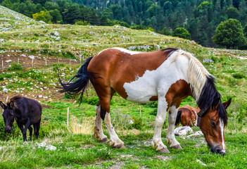 Fototapeta na wymiar pinto horse graze on the mountain