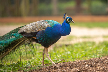 Fototapeta premium Pfau