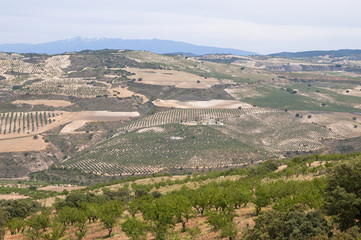 Obraz premium Olivenhain in Andalusien, Spanien