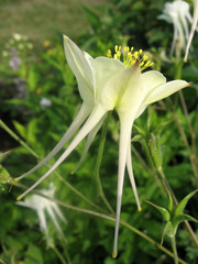 Flowers of white aquilegia in the spring garden. Gardening
