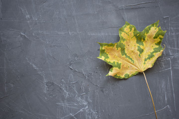 maple autumn leaves on concrete background, advertising space, copy space