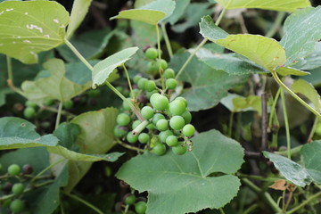 green grapes on the vine