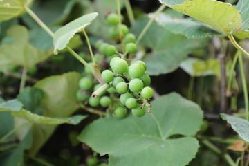 green grapes on the vine