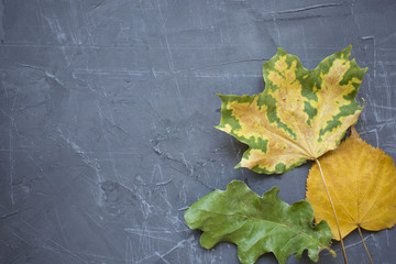 Autumn background with leaf. Yellow leaf on a cement background.