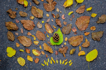 Autumn composition. Still life made of leaves on a dark asphalt.