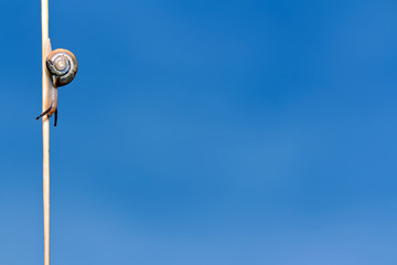 Snail on a straw on a blue sky background.